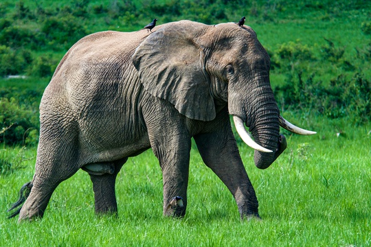 An elephant crossing the savannah plains, Uganda