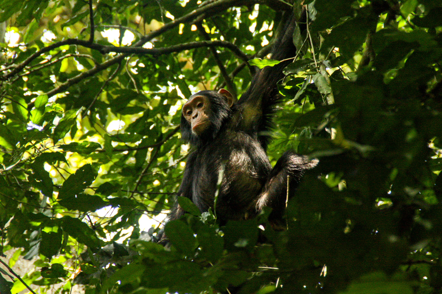 A chimpanzee swinging from a tree in Kibale National Park, Uganda