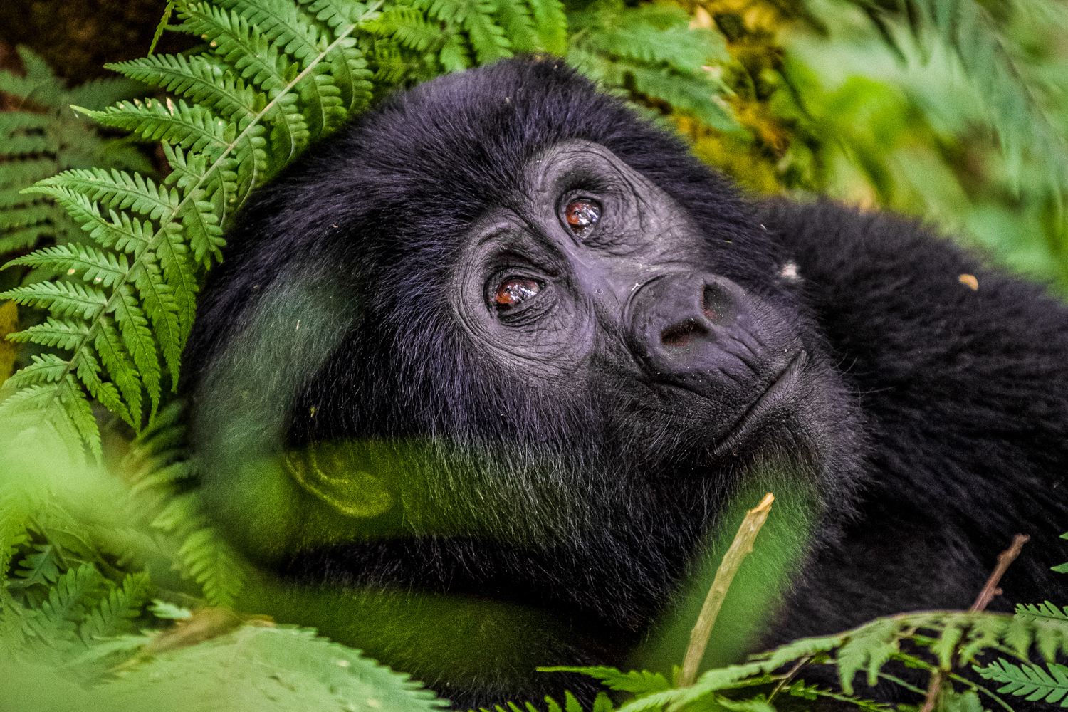 A mountain gorilla in Bwindi Impenetrable National Park, Uganda.