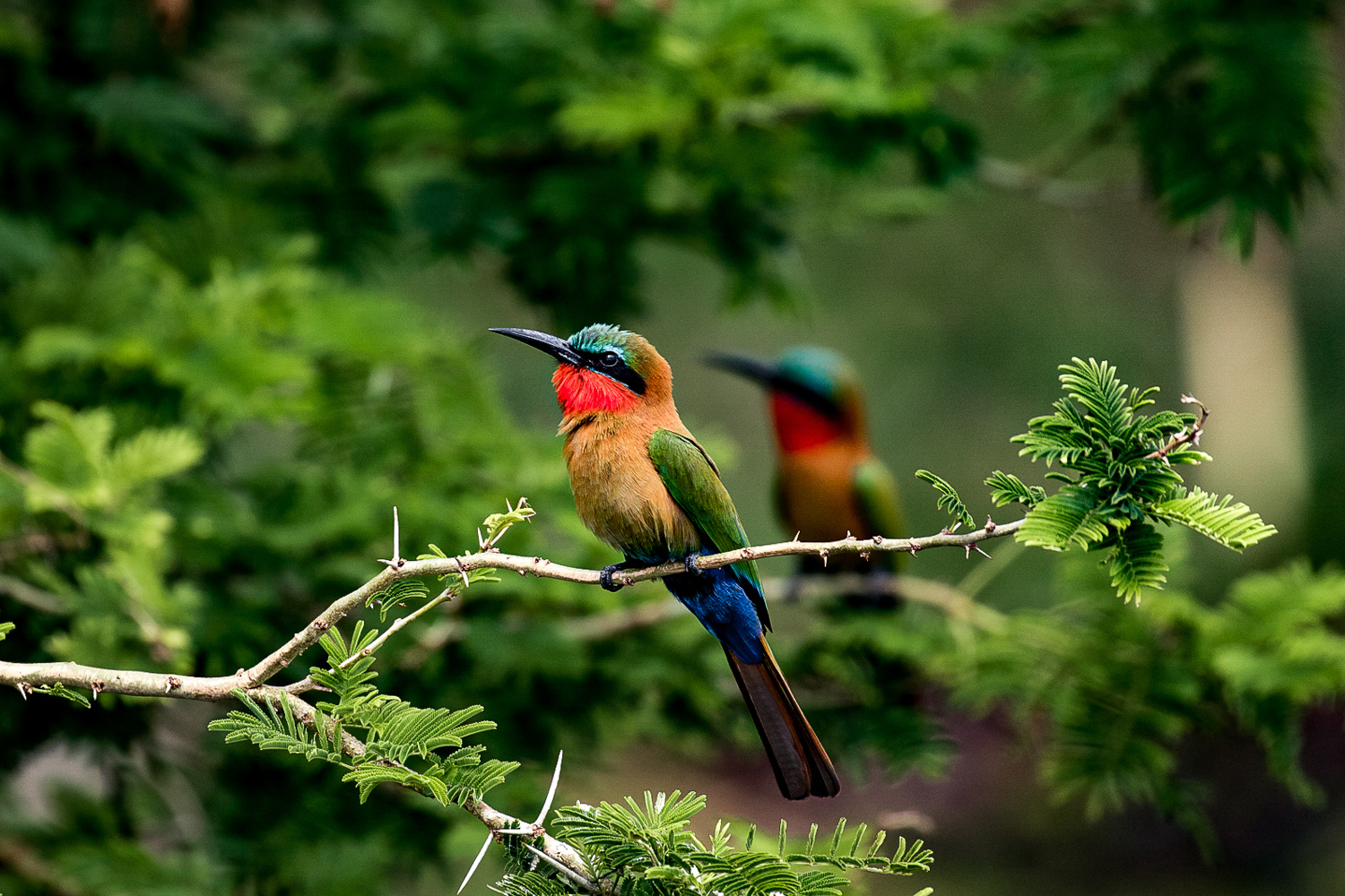 A Red-throated bee-eater at the Nyamsika cliffs on the river Nile, Murchison Falls National Park.
